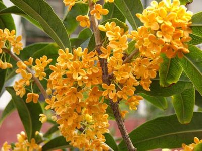 桂花盛開(kāi)，清風(fēng)徐來(lái)