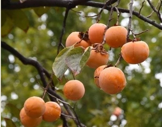 老家的柿子樹(shù)