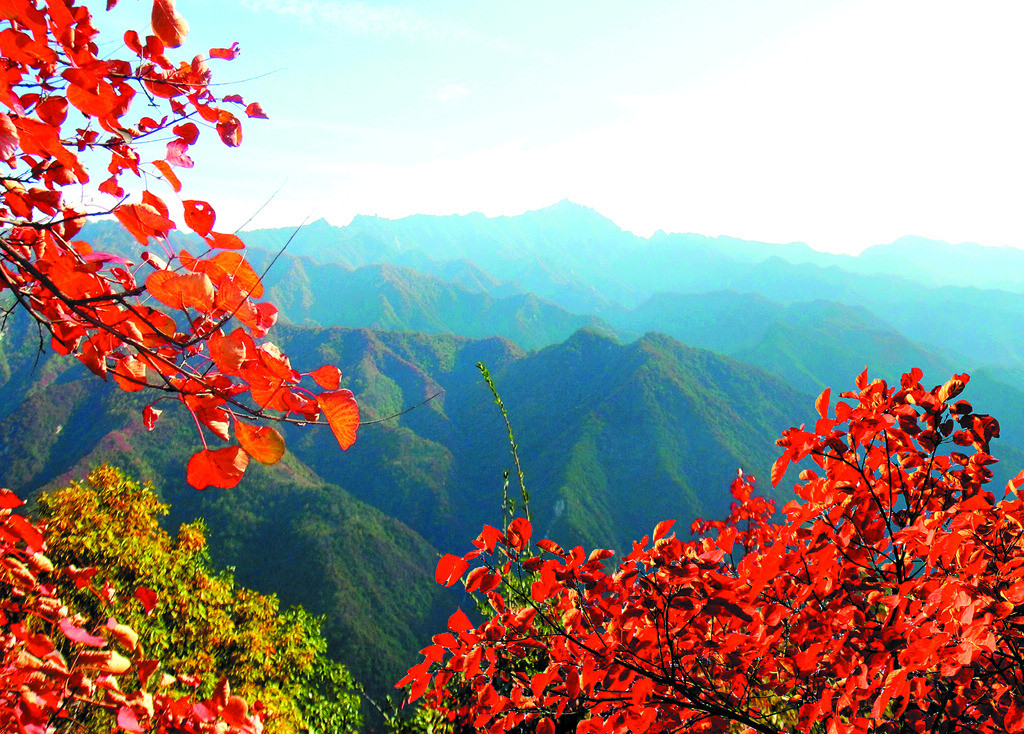 醉美山紅葉