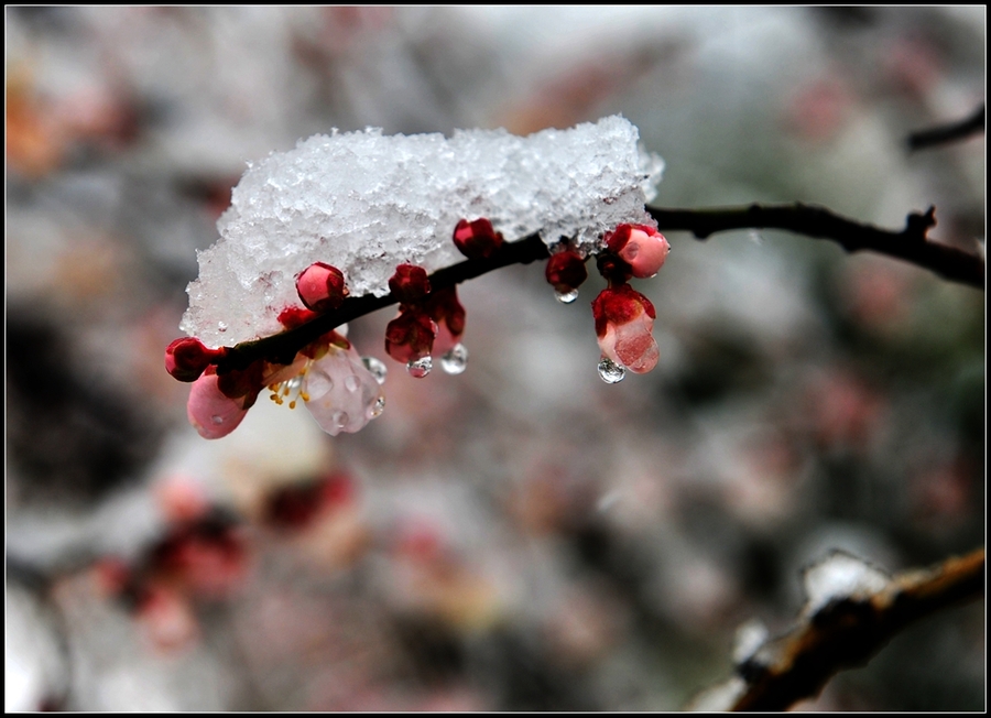 聽，雪落下的聲音