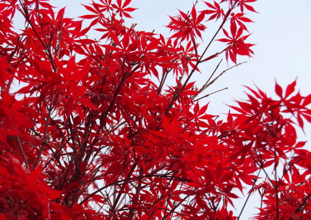香爐山紅葉