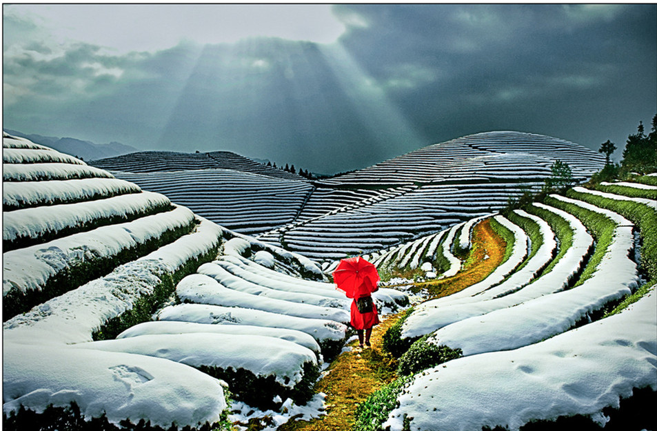 迎雪觀山茶