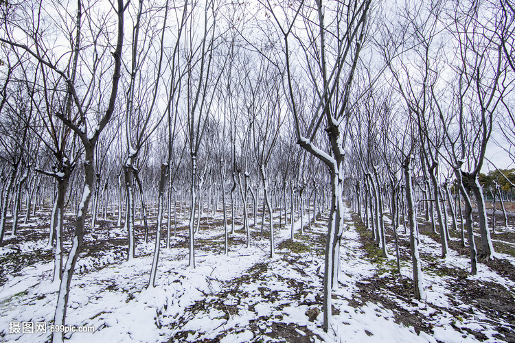 憶  雪